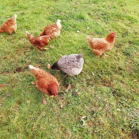 هوليويل Pantasaph Farm B&B المظهر الخارجي الصورة