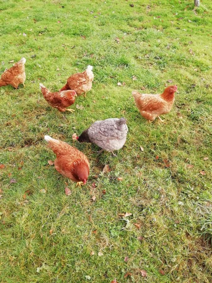 هوليويل Pantasaph Farm B&B المظهر الخارجي الصورة